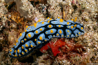 Phyllidia varicosa (Varicose Phyllidia)