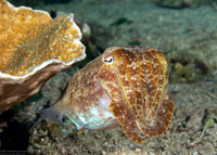 Sepia latimanus (Broadclub Cuttlefish)