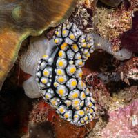 Phyllidia elegans (Elegant Phyllidia)