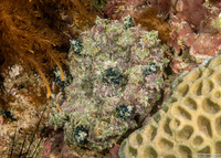 Phyllodiscus semoni (Mimic Anemone)