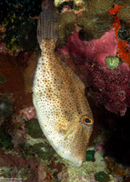 Pseudomonacanthus macrurus (Strapweed Filefish)
