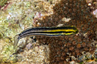 Petroscirtes breviceps (Shorthead Fangblenny)