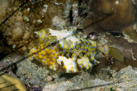 Lactoria fornasini (Thornback Cowfish)