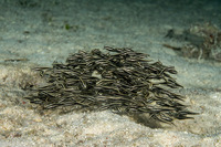 Plotosus lineatus (Striped Catfish)