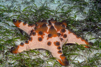 Protoreaster nodosus (Chocolate Chip Sea Star)