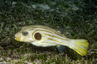 Arothron manilensis (Striped Puffer)