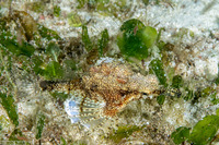 Eurypegasus draconis (Dragon Sea Moth)