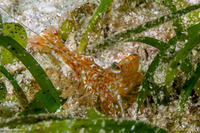 Metapenaeopsis sp.1 (Metapenaeopsis sp.1)