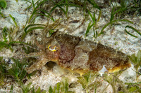 Sepia latimanus (Broadclub Cuttlefish)