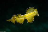 Pseudobiceros flowersi (Flowers' Flatworm)