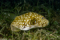 Arothron hispidus (White-Spotted Puffer)