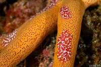 Coeloplana astericola (Creeping Comb Jelly)