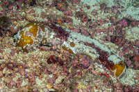 Bohadschia ocellata (Ocellated Sea Cucumber)