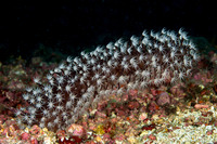 Veretillum sp.1 (Veretillum sp.1)