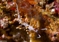 Facelinidae sp.3 (Red-Spotted Facelinid)