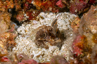 Lysiosquilla maculata (Tiger Mantis)