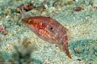 Oxycheilinus orientalis (Oriental Wrasse)