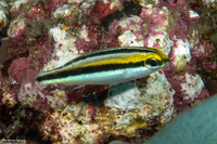 Pentapodus paradiseus (Paradise Whiptail)