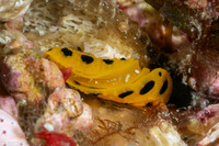 Phyllidia polkadotsa (Polka Dot Phyllidia)