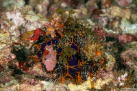 Tripneustes gratilla (Collector Urchin)