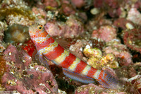 Amblyeleotris wheeleri (Gorgeous Shrimpgoby)
