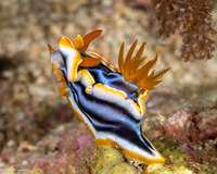 Chromodoris elisabethina (Elisabeth's Chromodoris)