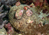 Toxopneustes pileolus (Flower Urchin)