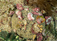 Toxopneustes pileolus (Flower Urchin)