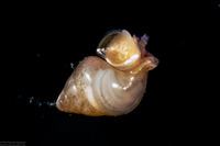 Order Neogastropoda (Gastropod veliger)