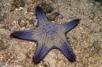 Pentaceraster tuberculatus (Tuberculate Pentaceraster)