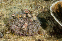 Toxopneustes pileolus (Flower Urchin)