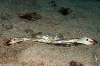 Portunus pelagicus (Blue Swimming Crab)