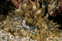 Ancylomenes venustus (Graceful Anemone Shrimp)