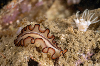 Nymphozoon cf. bayeri (Nymphozoon cf. Bayeri)