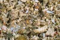 Ancylomenes magnificus (Magnificent Anemone Shrimp)