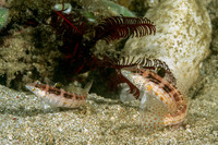 Parapercis snyderi (Blackfin Sandperch)