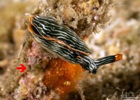 Haminoeid sp.1 (Haminoeid sp.1)