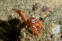 Metapenaeopsis lamellata (Humpback Prawn)