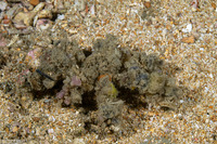 Camposcia retusa (Blunt Decorator Crab)