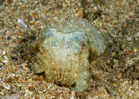 Sepia latimanus (Broadclub Cuttlefish)