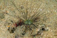 Diadema setosum (Black Longspine Sea Urchin)