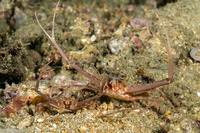 Lupocyclus sp.1 (Scissor Swimming Crab)
