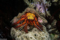 Dardanus megistos (White-Spotted Hermit Crab)