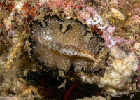 Maritigrella virgulata (Red-Lined Flatworm)