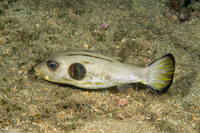Arothron manilensis (Striped Puffer)