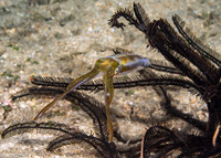 Sepioteuthis lessoniana (Bigfin Reef Squid)