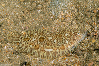 Liachirus melanospilos (Carpet Sole)