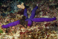 Linckia laevigata (Blue Sea Star)