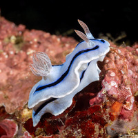 Chromodoris willani (Willan's Chromodoris)