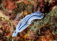 Chromodoris willani (Willan's Chromodoris)